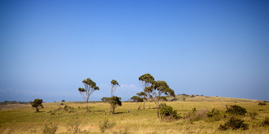 African Trees along the Road